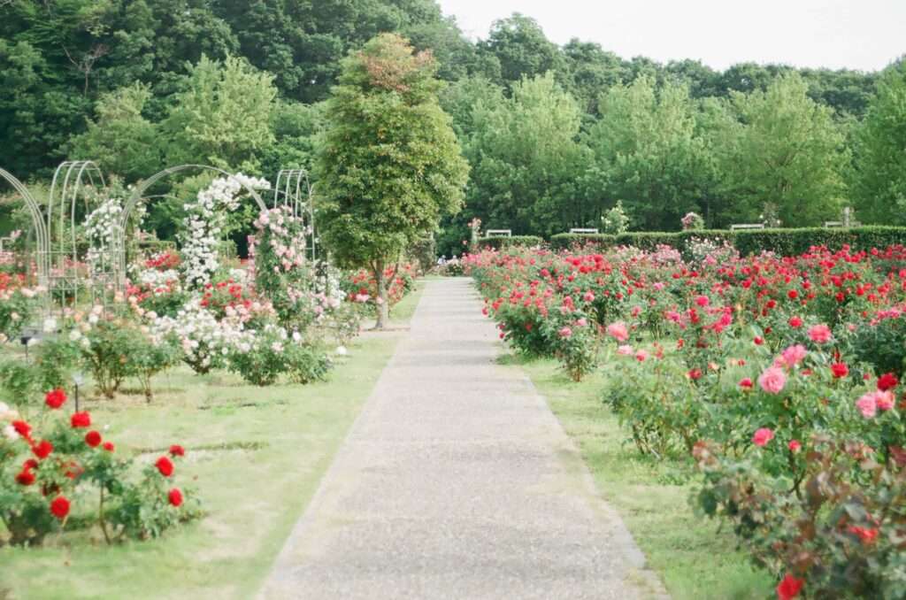Plantation d'arbres à Castelnau-d'Estrétefonds